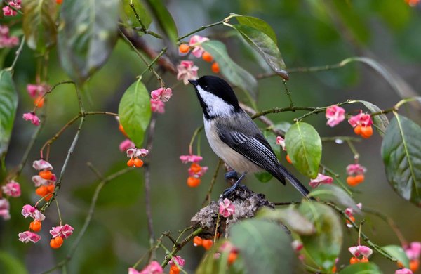 Comment mettre en place un système de gestion environnementale selon la norme ISO 14001 pour une PME manufacturière?